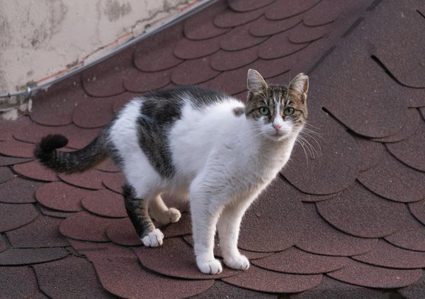 Hoe kan veelzijdige sportbeoefening de mentale gezondheid verbeteren?